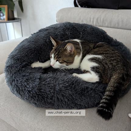 Photo 1/1 Zoé Chat lost in Cauvigny