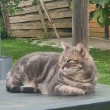 Picture of cat lost at Arnage 72230
