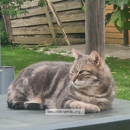 Photo 1/1 Schumi Chat lost in Arnage 72230