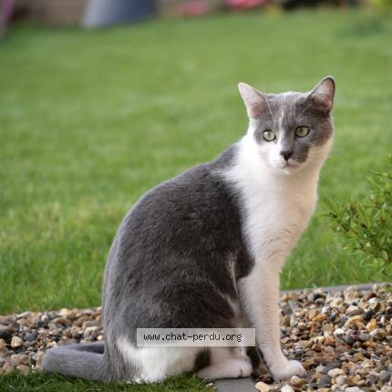 Foto 1/1 Kat teruggevonden Vermist in Haine Saint Paul