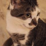 Picture of cat lost at Demu