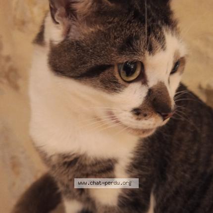 Photo 1/1 Cat reunited Lost in Demu