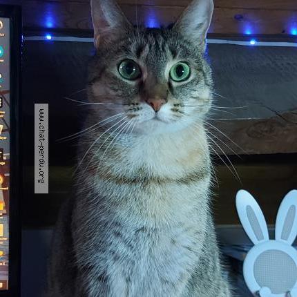 Foto van vermiste kat in Hainin