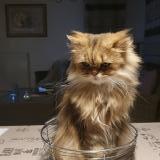 Picture of cat lost at Porto Vecchio