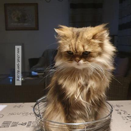 Photo 1/1 Matty Chat lost in Porto vecchio