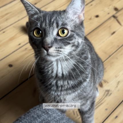 Foto 1/1 Kat teruggevonden Vermist in Ixelles