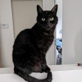 Picture of cat lost at Vieux Vy Sur Couesnon