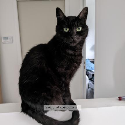 Photo 1/1 Azura Chat lost in Vieux vy sur couesnon