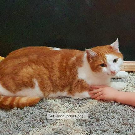 Photo 1/1 Mimi Chat lost in Montreuil sur loir