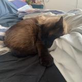 Picture of cat lost at Kergloff