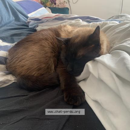 Photo 1/1 Narco Chat lost in Kergloff