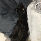 Picture of cat lost at Pontcharra