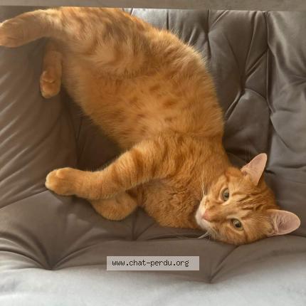 Foto einer verlorenen Katze in Neuchatel