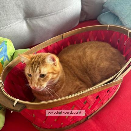 Foto 2/4 Wiedergefundene Katze Verloren in Neuchatel