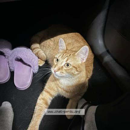 Foto 3/4 Wiedergefundene Katze Verloren in Neuchatel