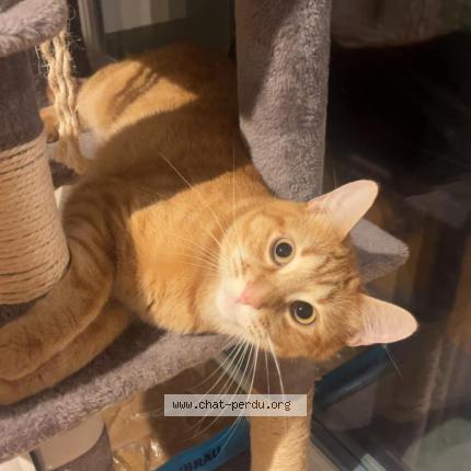 Foto 4/4 Wiedergefundene Katze Verloren in Neuchatel