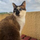 Picture of cat lost at Laroque Timbaut