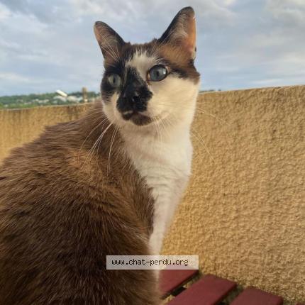 Photo 1/1 Mew Chat lost in Laroque timbaut