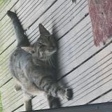 Picture of cat lost at Seysses