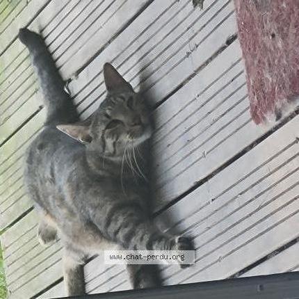 Photo 1/2 Tigrou Chat lost in Seysses