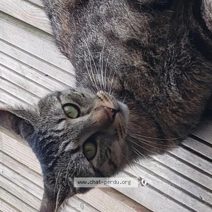 Photo 2/2 Tigrou Chat lost in Seysses