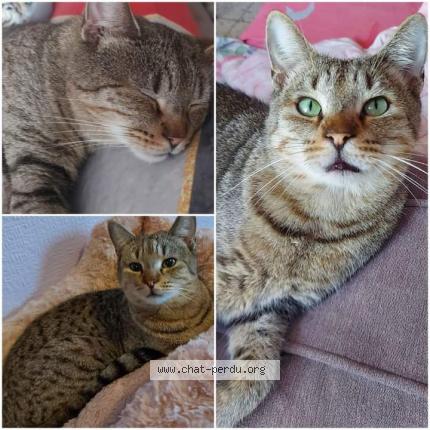 Foto 1/1 Kat teruggevonden Vermist in Grace Hollogne