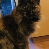 Picture of cat lost at Perigueux 24000