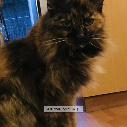 Photo 1/1 Calyptus Chat lost in Perigueux 24000