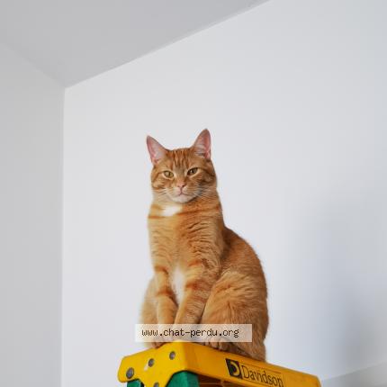 Photo 1/1 Gus Chat lost in St colomban