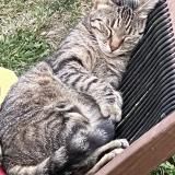 Picture of cat lost at Le Dorat