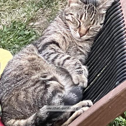 Photo 1/1 Tiago Chat lost in Le dorat