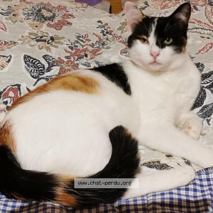 Photo 1/1 Shaika Chat lost in Montdidier