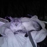 Picture of cat lost at Sance Macon