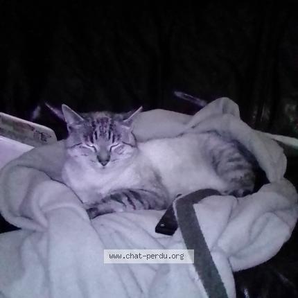 Photo 1/2 Le chat Chat lost in Sance macon