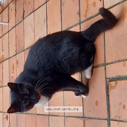 Foto 1/1 Kat teruggevonden Gevonden in Schaerbeek