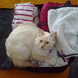 Picture of cat lost at Saint Pierre Les Nemours