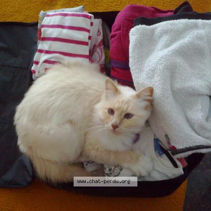 Photo 1/1 Idéo Chat lost in Saint pierre les nemours