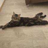 Picture of cat lost at Orleans