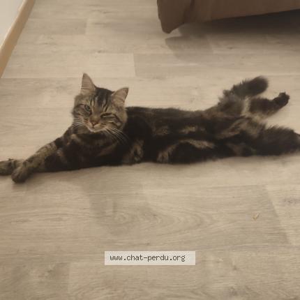 Photo 1/1 Setocosmo Chat lost in Orleans