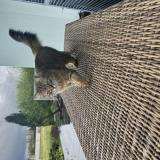 Picture of cat lost at Vincey