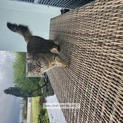 Photo 1/1 Tokyo Chat lost in Vincey