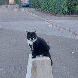 Picture of cat lost at Chenove