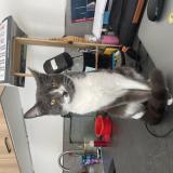 Picture of cat lost at Perpignan