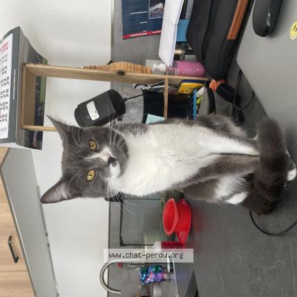 Photo 1/1 Minaw Chat lost in Perpignan