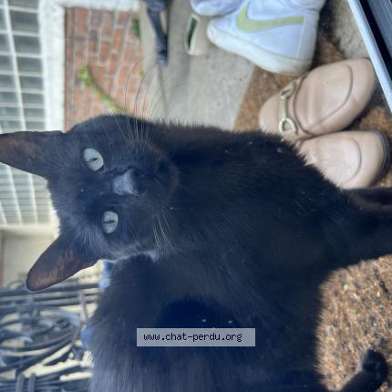 Photo 1/1 Reunited cat Found in La Garenne Colombes