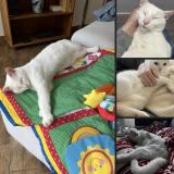 Picture of cat lost at Caussade