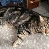 Picture of cat lost at 29710 Plogastel St Germain