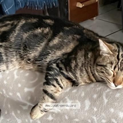 Photo 1/1 Topaze Chat lost in 29710 plogastel st germain