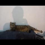 Picture of cat lost at Chateaudun