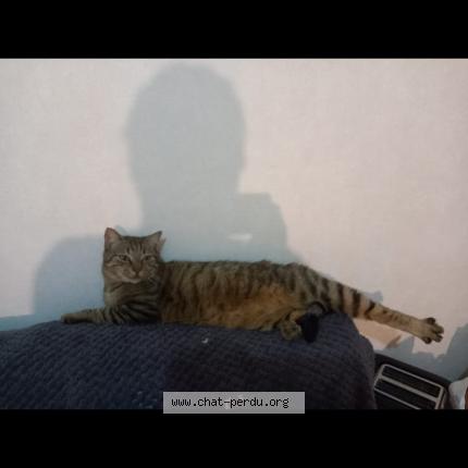 Photo 1/1 Pixel Chat lost in Chateaudun